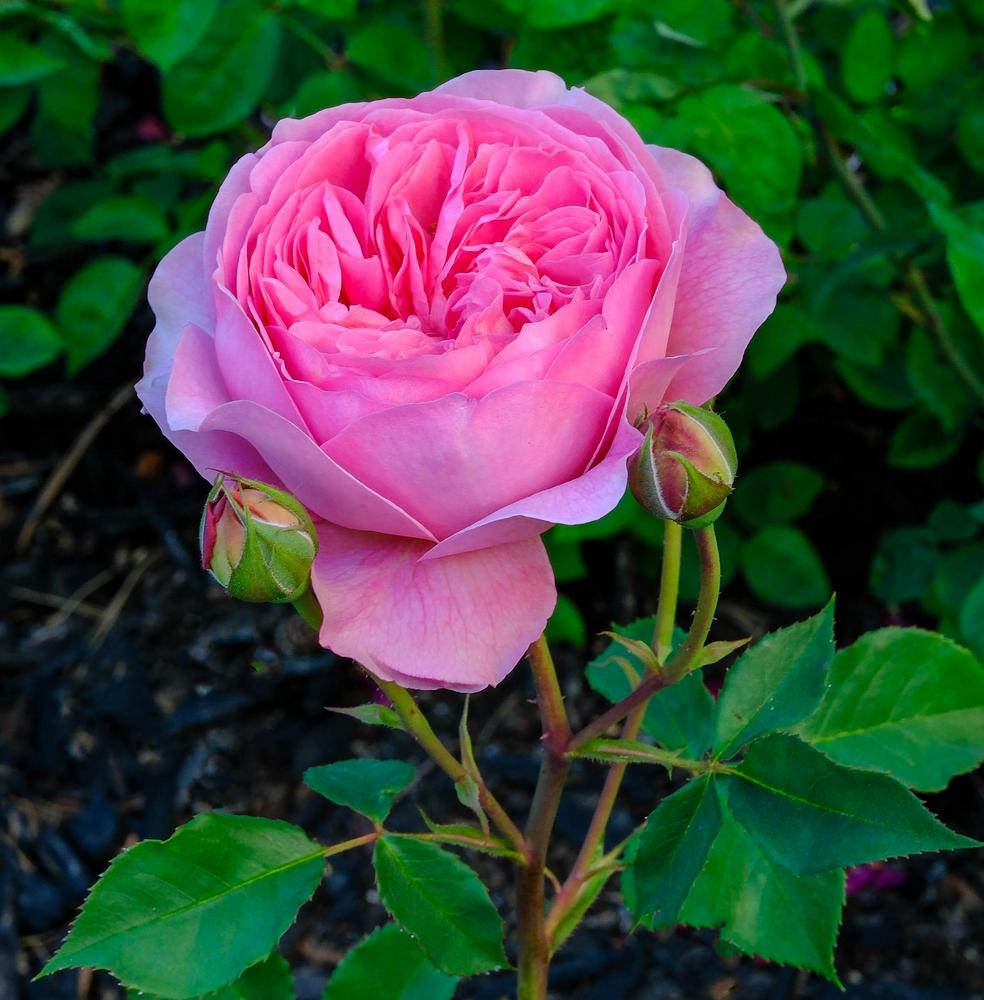 Photo of Rose (Rosa 'Boscobel') uploaded by AnnKNCalif