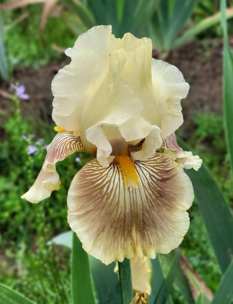 Photo of Tall Bearded Iris (Iris 'Grace Found Me') uploaded by Bitoftrouble
