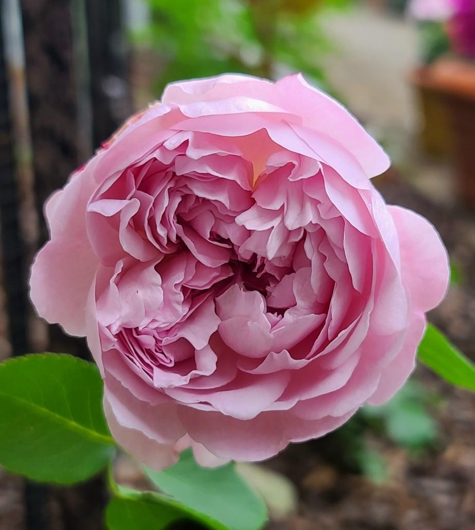 Photo of Rose (Rosa 'Charles Rennie Mackintosh') uploaded by BrookeCarrollGant