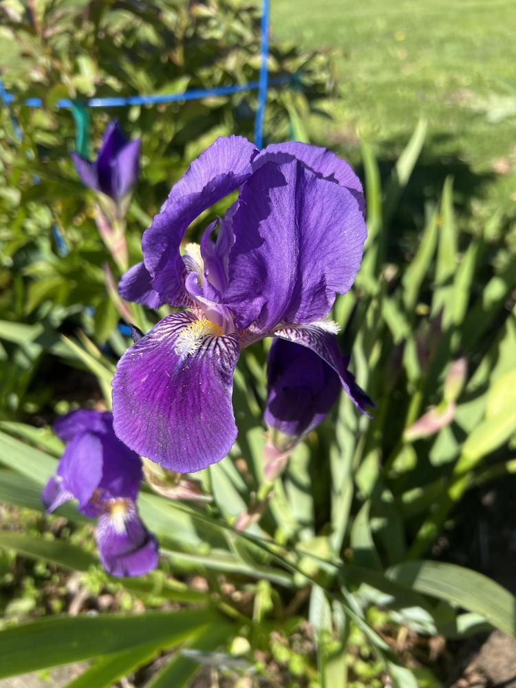 Photo of Intermediate Bearded Iris (Iris 'Eleanor Roosevelt') uploaded by EdenWhereLifeBegins