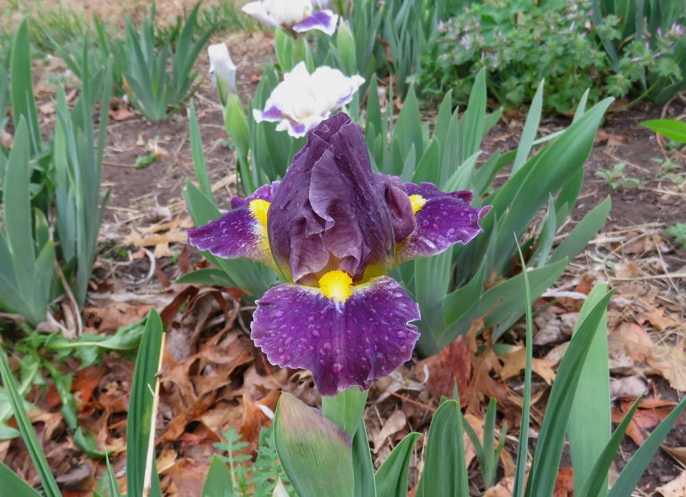 Photo of Standard Dwarf Bearded Iris (Iris 'That's the Spirit') uploaded by KentPfeiffer