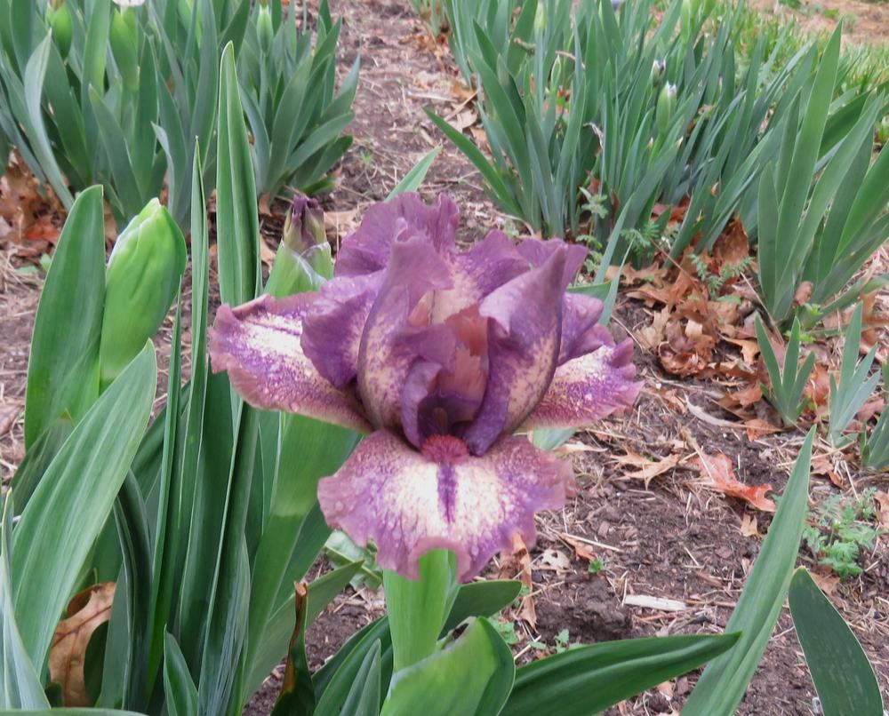 Photo of Standard Dwarf Bearded Iris (Iris 'New Release') uploaded by KentPfeiffer