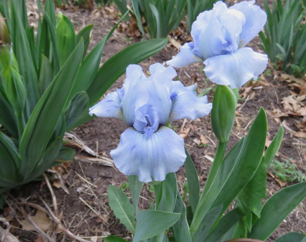 Photo of Standard Dwarf Bearded Iris (Iris 'Two Faced') uploaded by KentPfeiffer