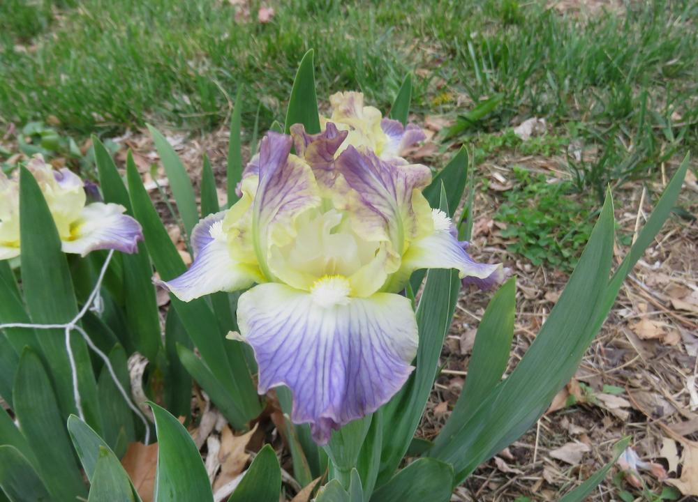 Photo of Standard Dwarf Bearded Iris (Iris 'Mouse that Roared') uploaded by KentPfeiffer