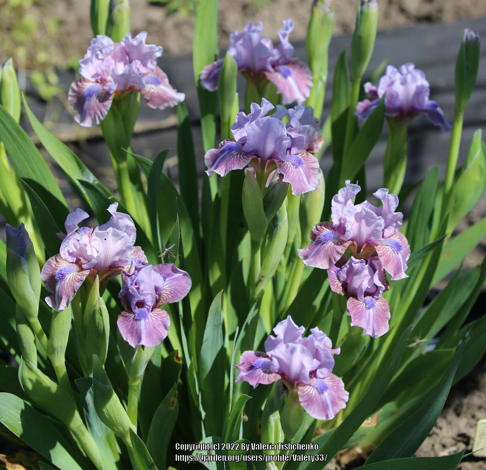 Photo of Standard Dwarf Bearded Iris (Iris 'Fab Life') uploaded by Valery33