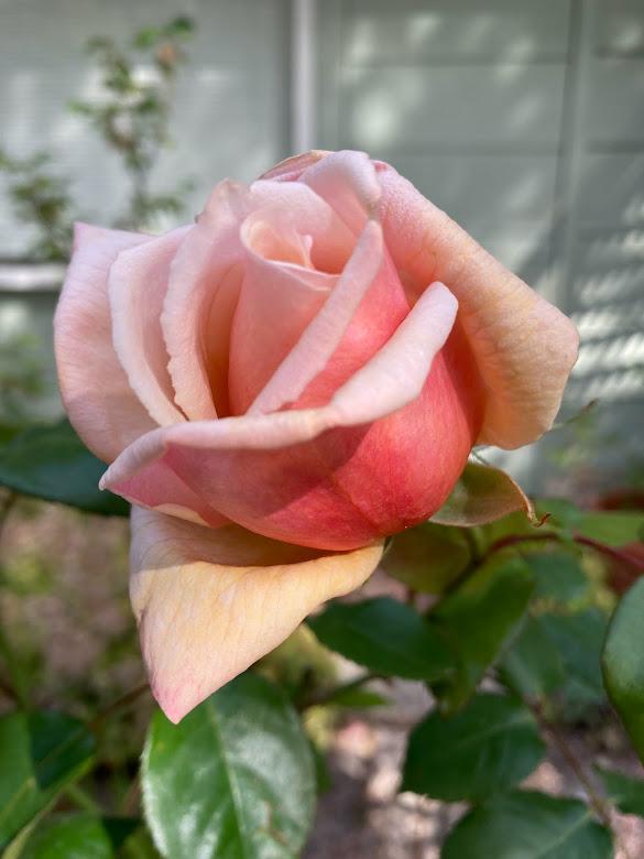 Photo of Rose (Rosa 'Chanelle') uploaded by pmpauley