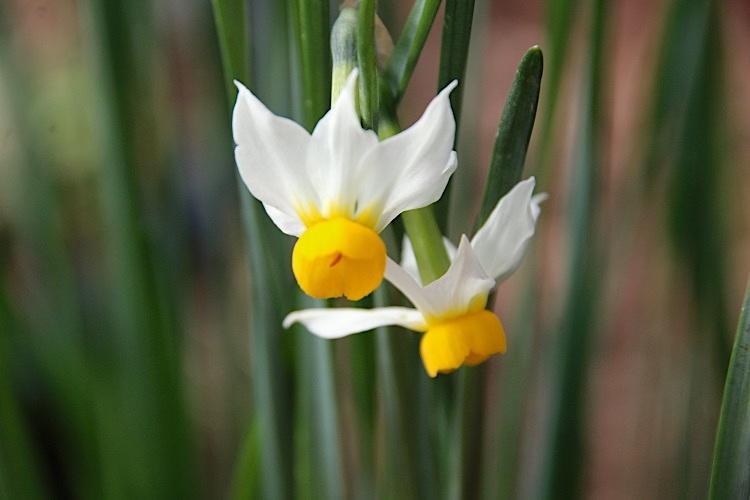 Photo of Tazetta Daffodil (Narcissus tazetta subsp. tazetta) uploaded by scvirginia
