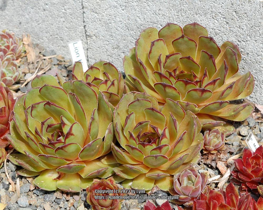 Photo of Hen and Chick (Sempervivum 'Lion King') uploaded by valleylynn