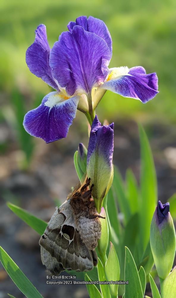 Photo of Standard Dwarf Bearded Iris (Iris 'Crystal Ship') uploaded by Artsee1