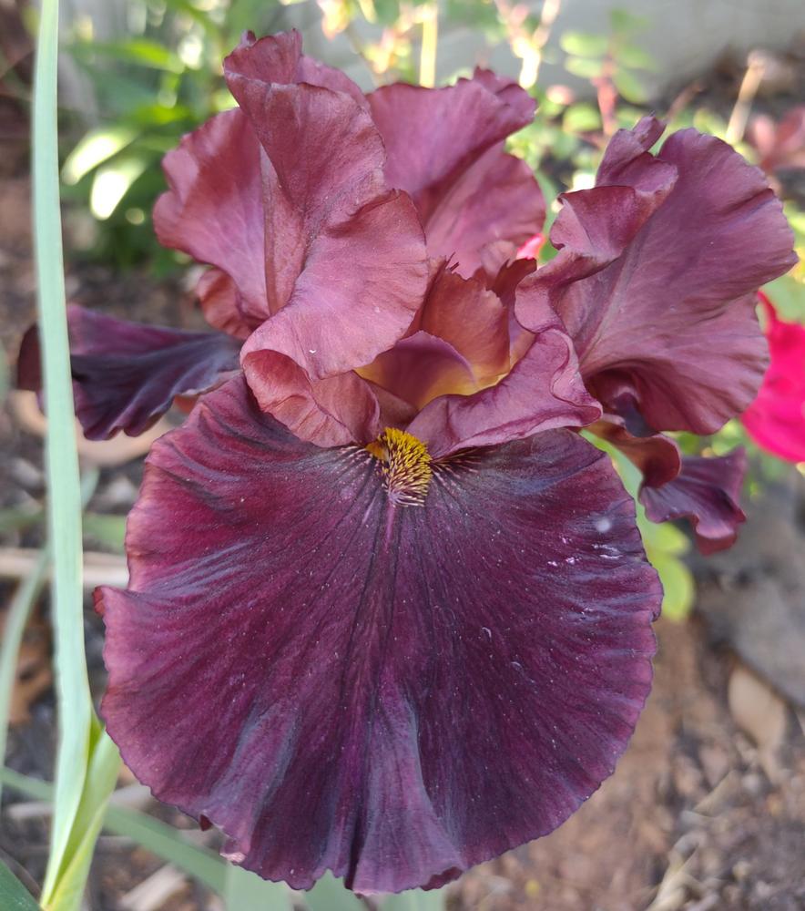 Photo of Tall Bearded Iris (Iris 'Raptor Red') uploaded by BlueRidgeGardener23