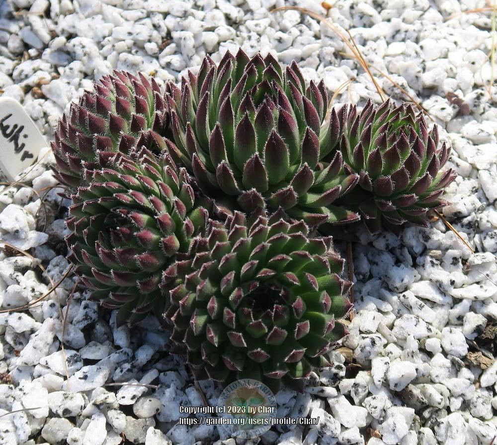 Photo of Hen and Chicks (Sempervivum 'Whirlpool') uploaded by Char