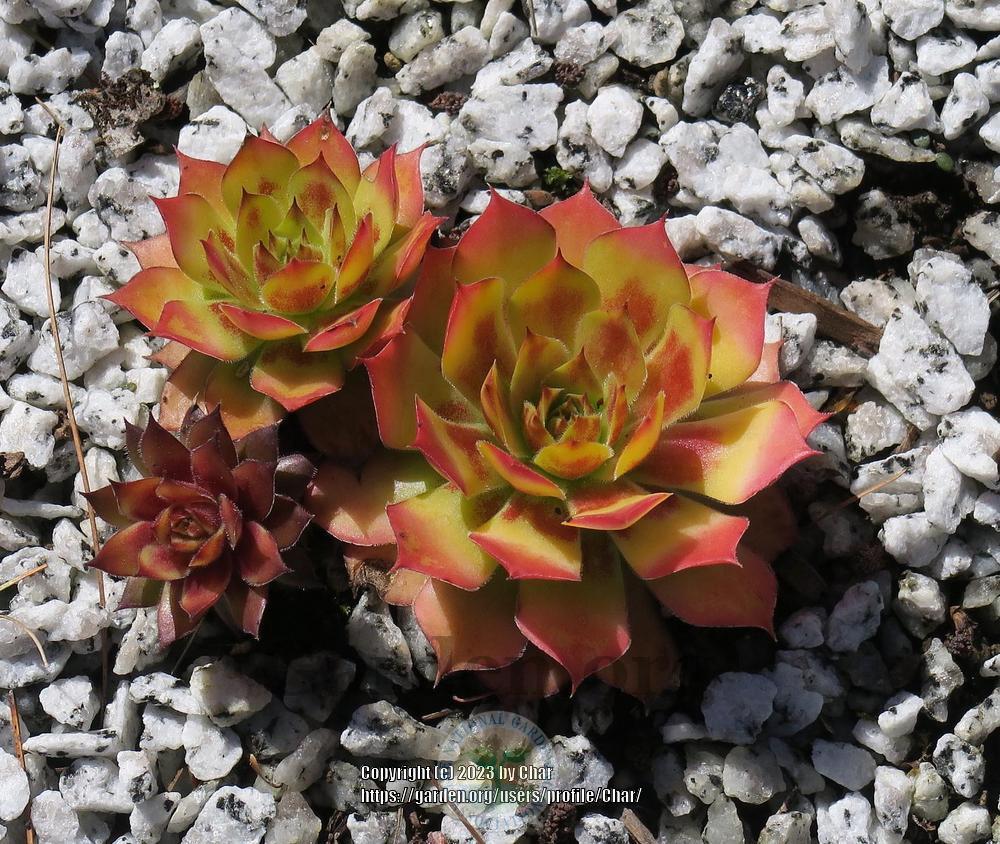 Photo of Hen and Chicks (Sempervivum 'Gold Nugget') uploaded by Char