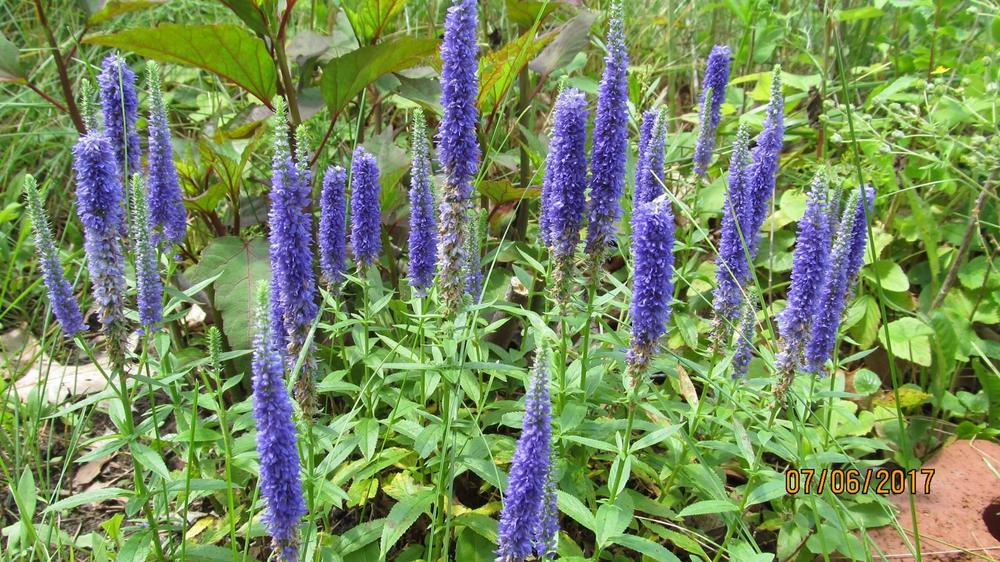 Photo of Spike Speedwell (Veronica spicata Royal Candles) uploaded by Elfenqueen