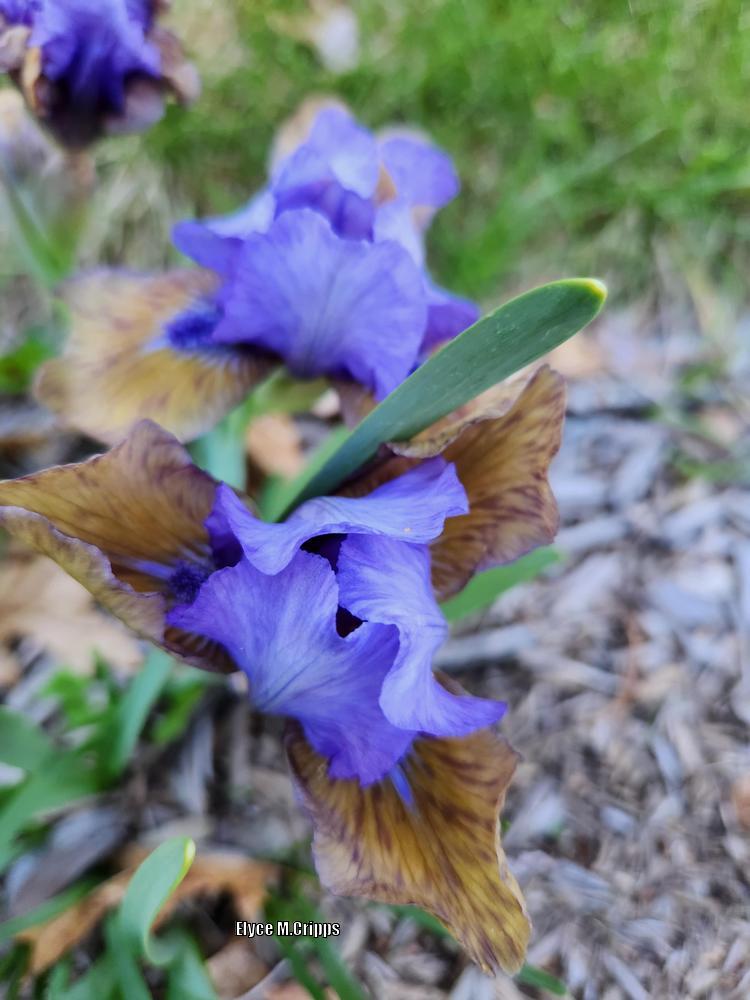 Photo of Standard Dwarf Bearded Iris (Iris 'Blueberry Tart') uploaded by ElyceC