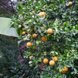 Location: Cary, North Carolina private garden
Date: 2022-09-18
My Flying Dragon hardy orange in full fruit 2022.