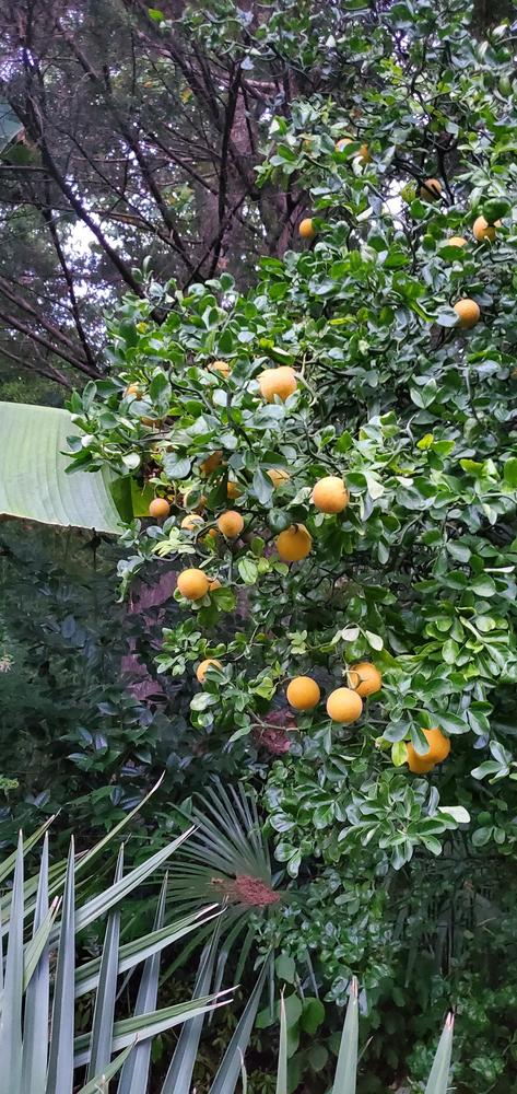 Photo of Japanese Hardy Orange (Citrus trifoliata 'Flying Dragon') uploaded by FurryRoseBear