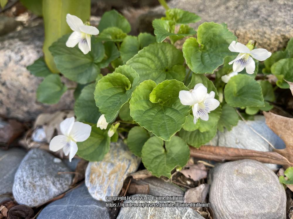Photo of White Wood Violet (Viola sororia 'Albiflora') uploaded by Paintedtrillium