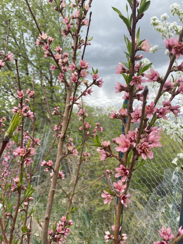 Photo of Peach (Prunus persica 'Contender') uploaded by SpringGreenThumb