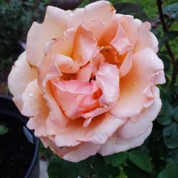 Location: My Garden
Date: 2023-05-05
Over the Moon rose
