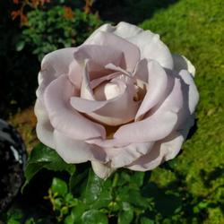 Location: My Garden
Date: 2023-05-07
Sterling Silver rose