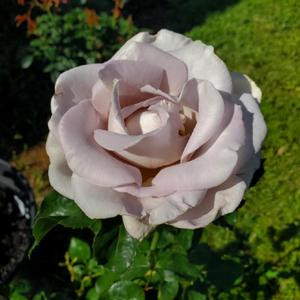Sterling Silver rose