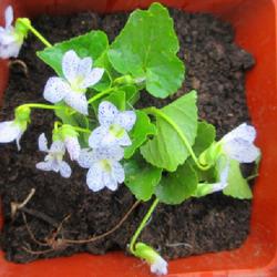 Location: Toronto, Ontario
Date: 2023-05-07
Woolly Blue Violet (Viola sororia 'Freckles').
