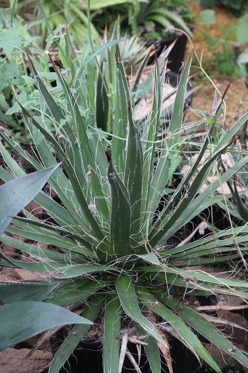 Photo of Thread Agave (Agave filifera) uploaded by robertduval14