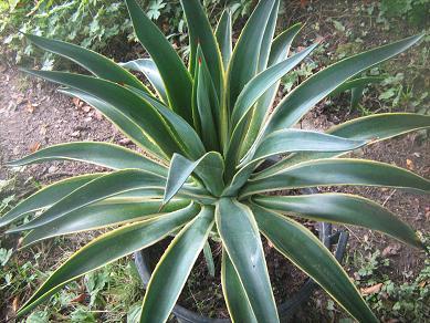 Photo of Smooth Agave (Agave de-meesteriana 'Variegata') uploaded by robertduval14