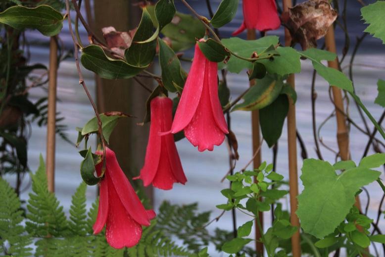 Photo of Chilean Bellflower (Lapageria rosea) uploaded by robertduval14