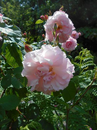 Photo of Rose (Rosa 'Celeste') uploaded by robertduval14