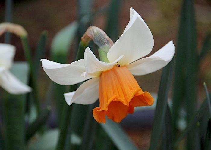 Photo of Large-cupped Daffodil (Narcissus 'Chromacolor') uploaded by scvirginia