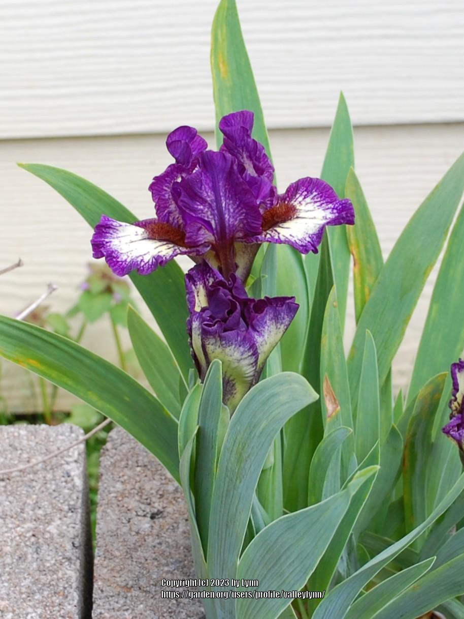 Photo of Miniature Dwarf Bearded Iris (Iris 'Be Brief') uploaded by valleylynn