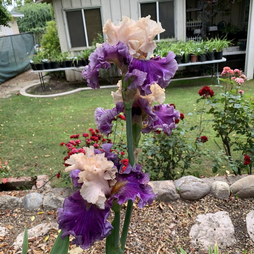 Photo of Tall Bearded Iris (Iris 'Roaring Twenties') uploaded by Betja