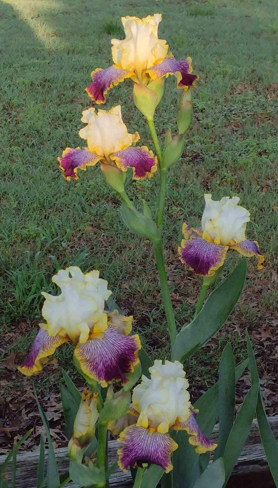 Photo of Tall Bearded Iris (Iris 'Gloriafied Glenn') uploaded by Bloombuddie