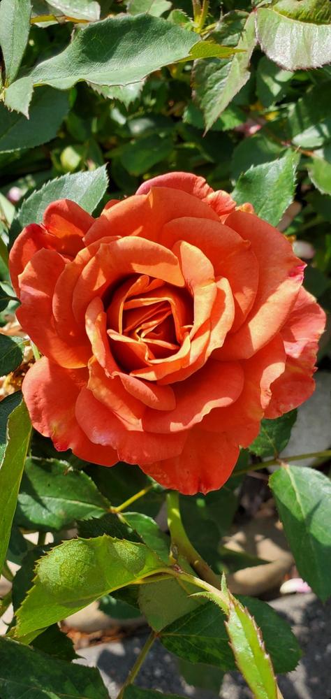 Photo of Rose (Rosa 'Pumpkin Patch') uploaded by FurryRoseBear