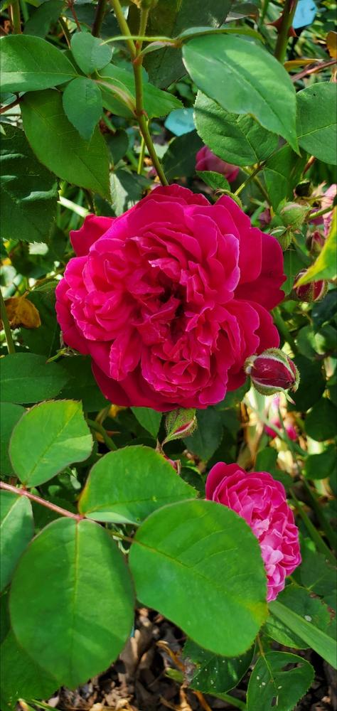 Photo of Rose (Rosa 'Maggie') uploaded by FurryRoseBear