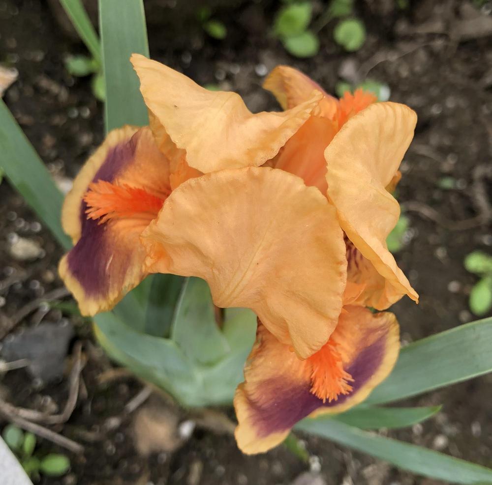 Photo of Standard Dwarf Bearded Iris (Iris 'Pele') uploaded by Lilydaydreamer