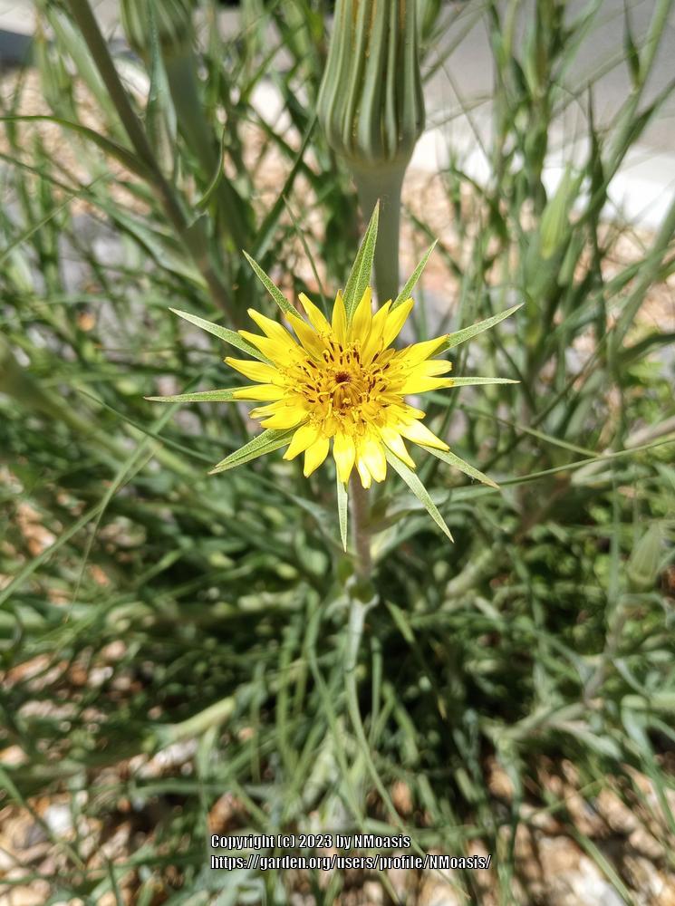 Photo of Yellow Salsify (Tragopogon dubius) uploaded by NMoasis