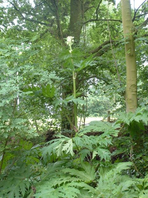 Photo of Giant Hogweed (Heracleum mantegazzianum) uploaded by RuuddeBlock