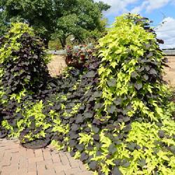 Location: Minnetrista garden indiana
Date: 2021-09-09
combo of both Solar towers black and lime