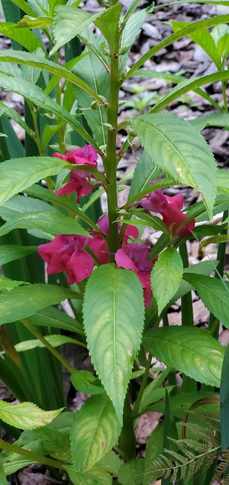 Photo of Touch-Me-Not (Impatiens balsamina) uploaded by FurryRoseBear