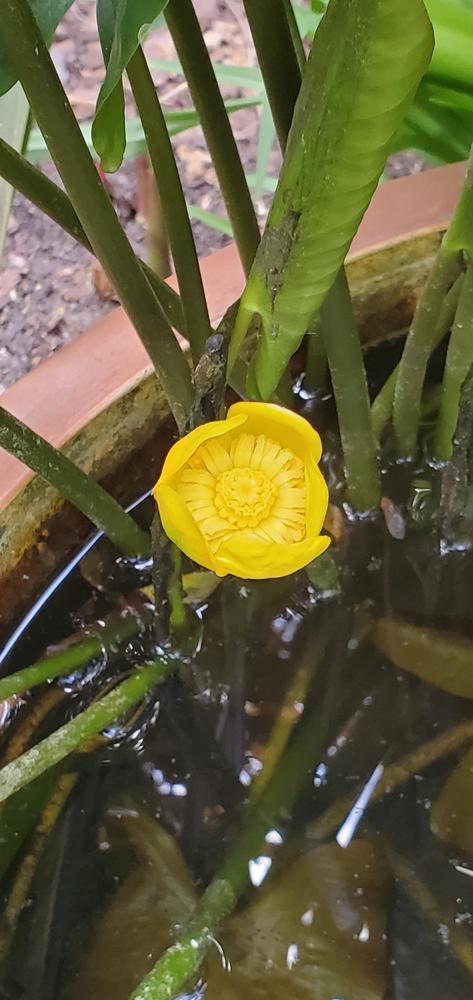 Photo of Yellow Pond Lily (Nuphar lutea) uploaded by FurryRoseBear