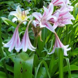 Location: Cary, North Carolina private garden
Date: 2021-07-03
One of the many Crinum lilies I grow