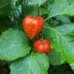 Location: Cary, North Carolina private garden
Date: Autumn
Chinese Lantern fruits 2022