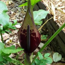 Location: Cary, North Carolina private garden
Date: Late Spring
Local nickname is Pigtail Arum