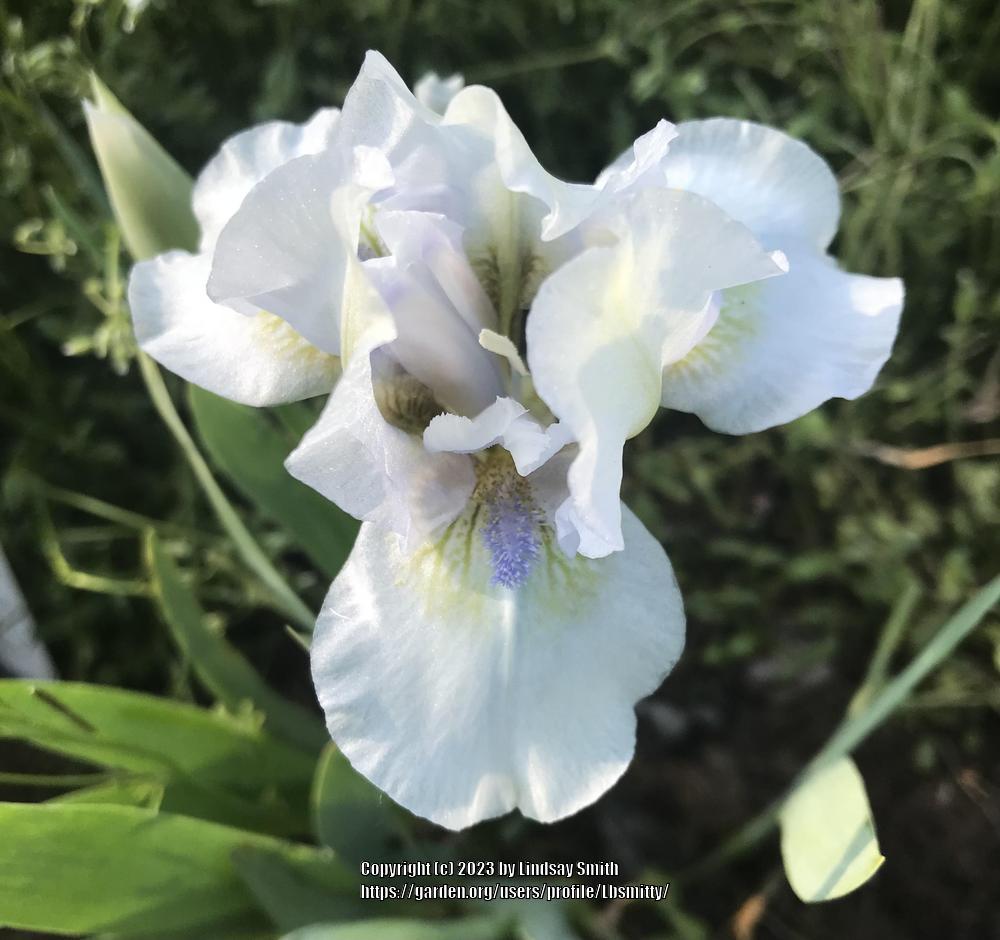 Photo of Standard Dwarf Bearded Iris (Iris 'Giggler') uploaded by Lbsmitty