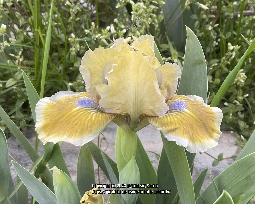 Photo of Standard Dwarf Bearded Iris (Iris 'Little Sighs') uploaded by Lbsmitty