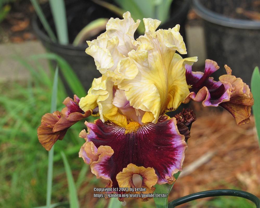 Photo of Tall Bearded Iris (Iris 'Higher Love') uploaded by Lestv