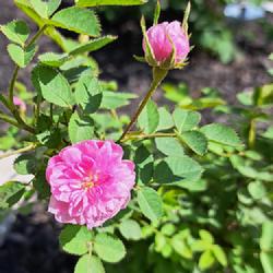 Location: Zone 6B WV
Date: 2023-05-08
The first bloom for this rose. It was planted a year ago.