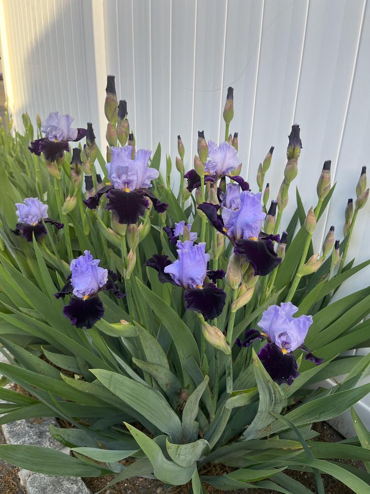 Photo of Tall Bearded Iris (Iris 'Habit') uploaded by MrsMud